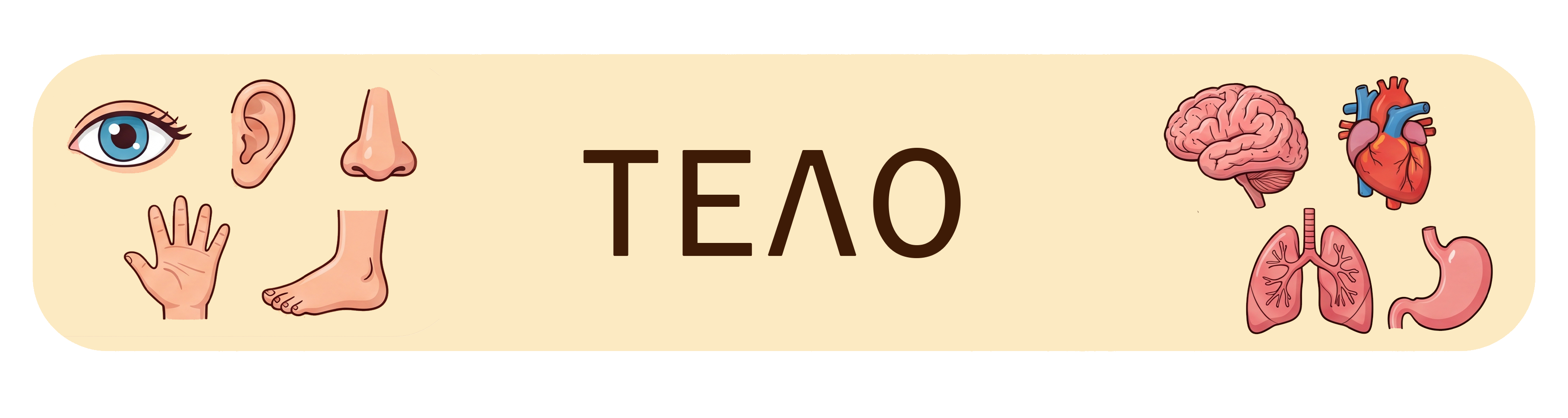 Тело